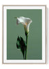 White Calla Lily Art Print | Modern Minimalist Sage Green Floral Decor