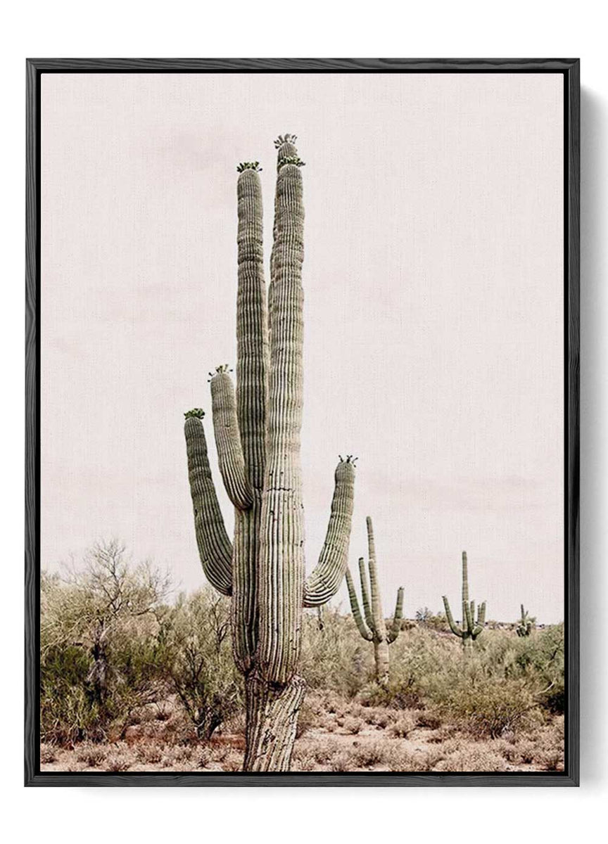 Saguaro-Cactus-Serenity-Desert