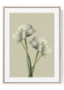 White Ranunculus Minimalist Floral Print – Soft Neutral Botanical Wall Art