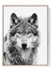 Wolf Wall Art Print - Gray Wolf Portrait Intense Gaze