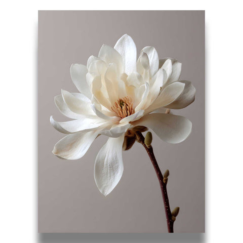 Aesthetic magnolia illustration for a Scandinavian-inspired home interior.