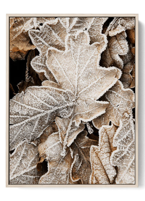 Crystalline Frost on Leaves Art – Serene Winter Beauty"