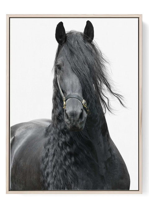 Black Friesian horse portrait wall art