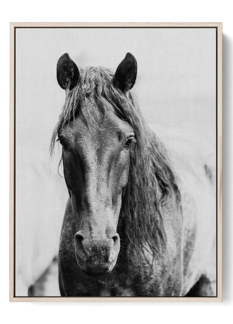Black Horse Headshot Art Print