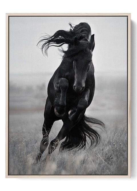 Black Stallion Running Art Print