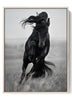 Black Stallion Running Art Print - Equestrian Decor
