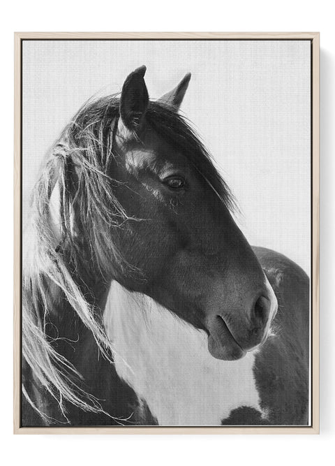 Black and White Horse Portrait Art Print
