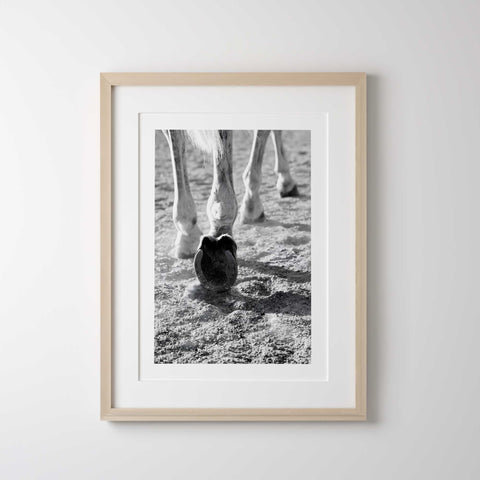 Black and white horse action photo