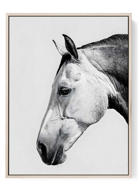 Black and white horse portrait art 