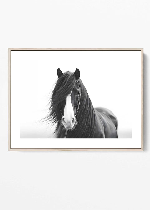 Black and white horse portrait wall art