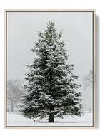 Solitary Winter Pine - Snow-Dusted Canvas Print