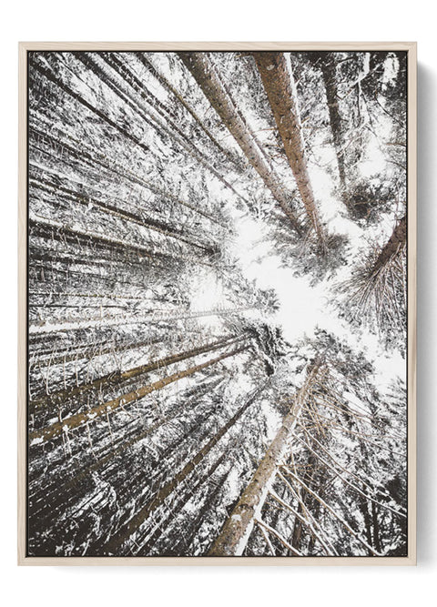 Skyward Snowy Forest Poster