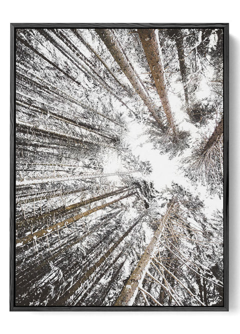 Winter Treetops Wall Art