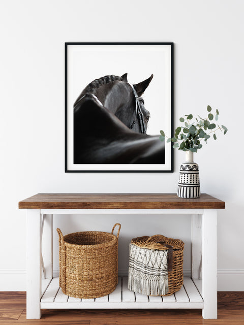 Close-up portrait of a black horse against a clean white background