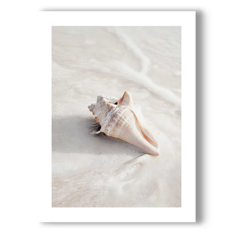 Contemporary coastal wall art featuring a shell for a bathroom or office.