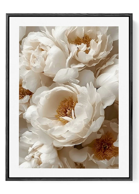 Creamy peony wall art golden centers