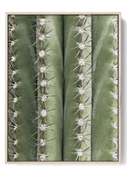 Close-Up Cactus Texture - Nature-Inspired Wall Art Poster