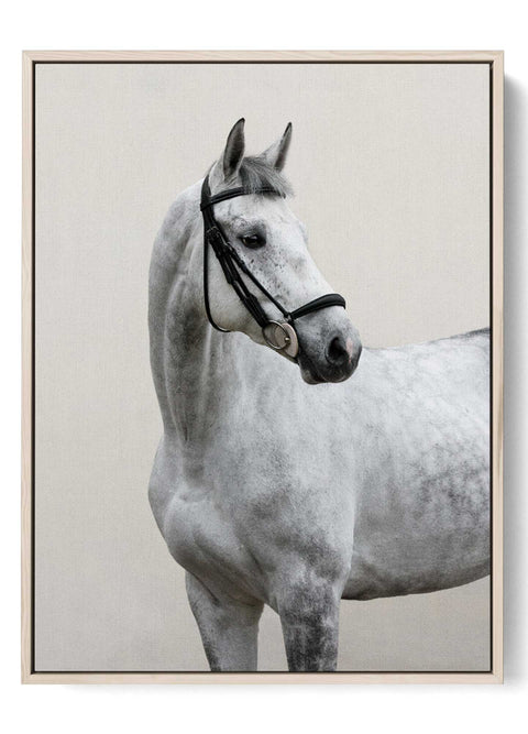 Elegant Dappled Gray Horse Art Print