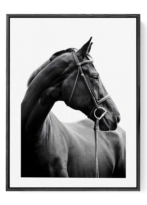 Elegant equestrian photography print