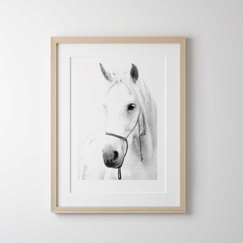 Elegant white horse close up art