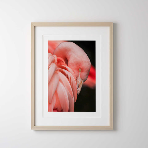 Flamingo head and feathers close-up