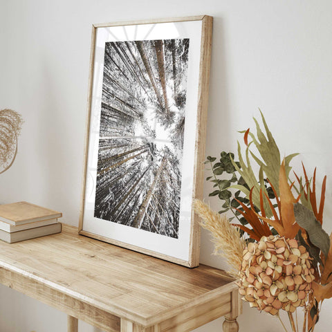 Snow Kissed Trees Print