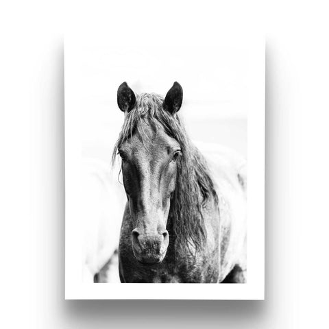 Front facing horse portrait poster