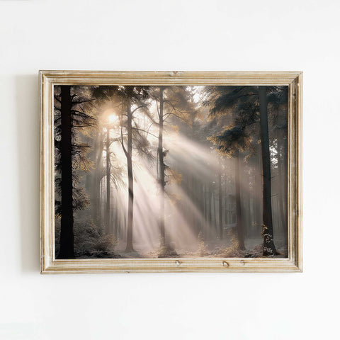 Golden hour forest fine art print