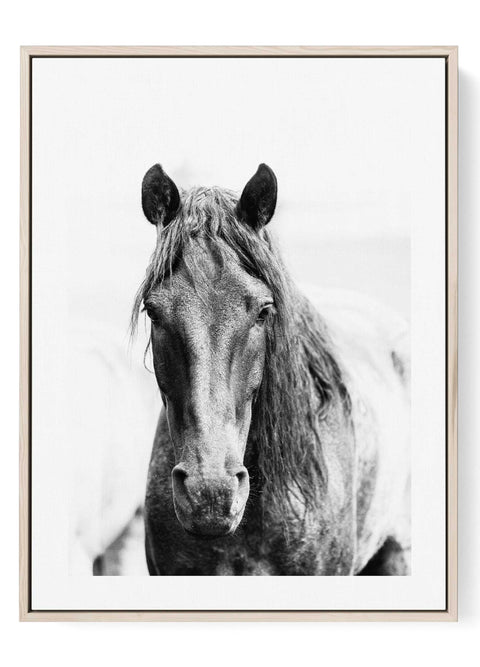 Grey horse portrait black and white wall art