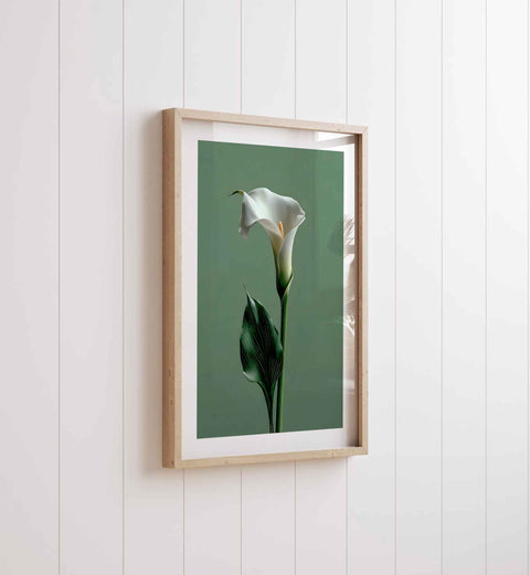 High-quality museum-grade print of a calla lily in a clean, modern style.