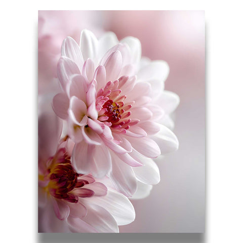 High-quality museum-grade print of a pink dahlia in a clean, modern style.
