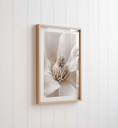 High-quality museum-grade print of a white magnolia in a clean style.
