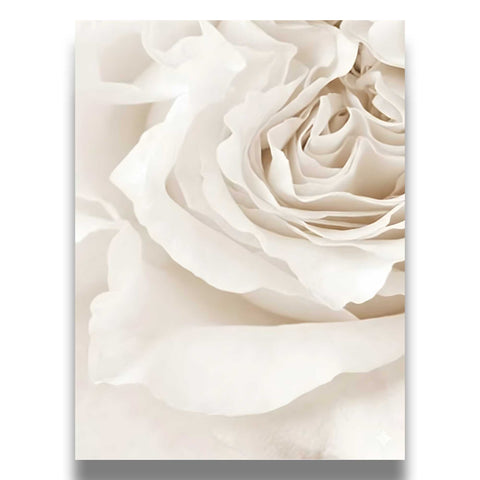 High-quality museum-grade print of a white rose in natural lighting.