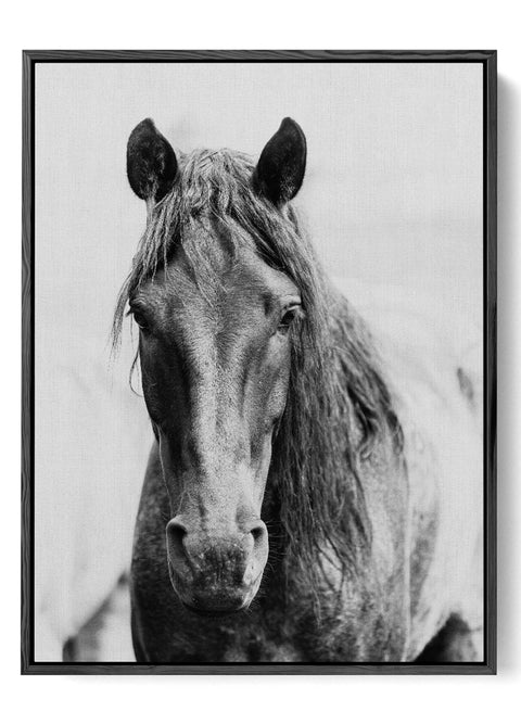 Intense Black Horse Portrait