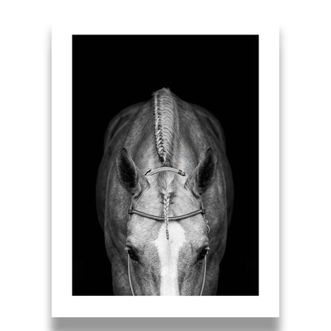 Large Format Canvas Wall Art of a black and white horse for office