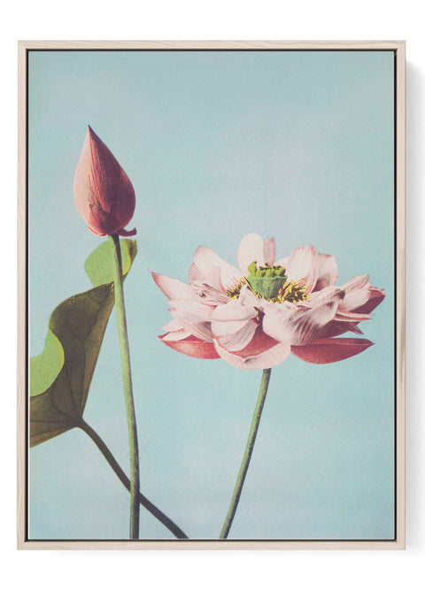 Lotus flower print featuring soft Japanese botanical illustration in pastel blue and pink