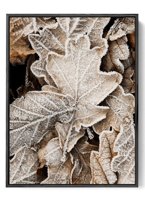 Icy Leaf Detail Print – Captivating Frozen Nature"
