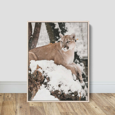 Elegant Snow Leopard in Winter Scene Canvas Art Poster