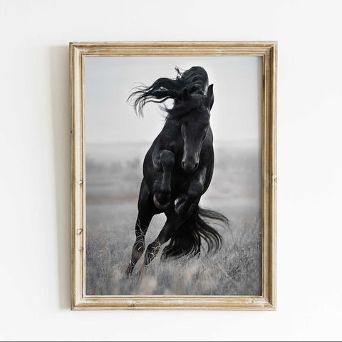 Majestic Black Stallion Photography

