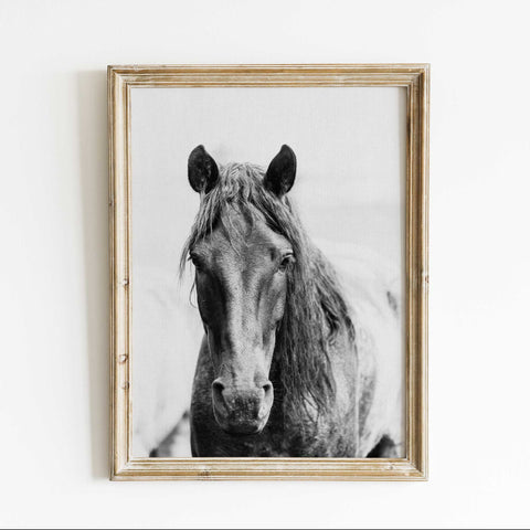 Majestic Horse Photography Print