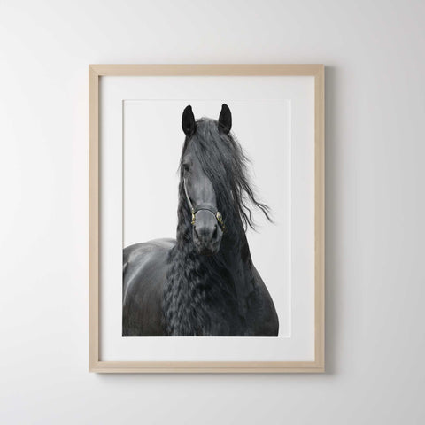 Majestic black horse portrait print