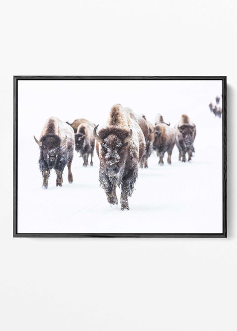 Majestic buffalo herd photography