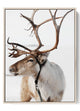 Majestic Winter Reindeer Art