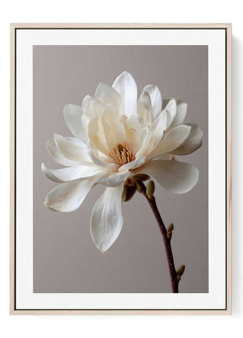 Minimalist line art print of a single white magnolia flower on a stem.