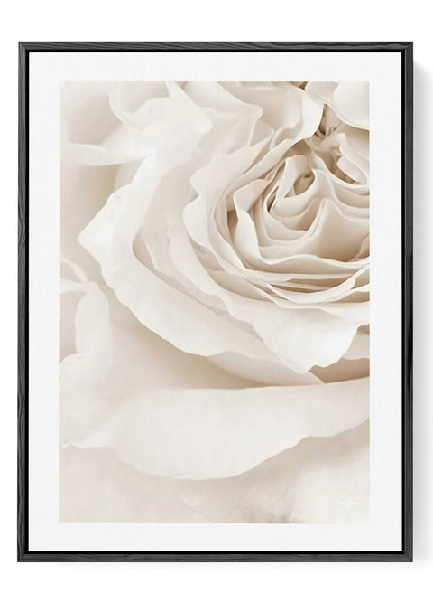 Minimalist photography art print of a white rose with soft, delicate petals.