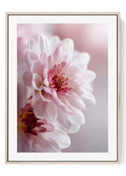 Minimalist photography print of a pink and white dahlia flower closeup.