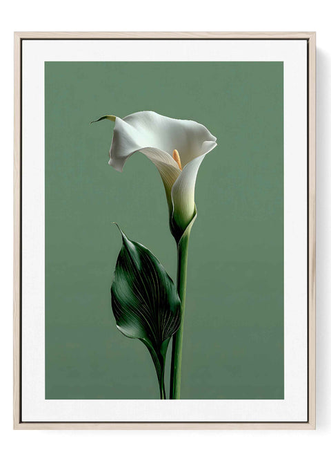 Minimalist photography print of a single white calla lily flower.