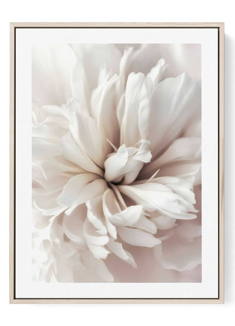 Minimalist photography print of white peony petals with soft, delicate textures.