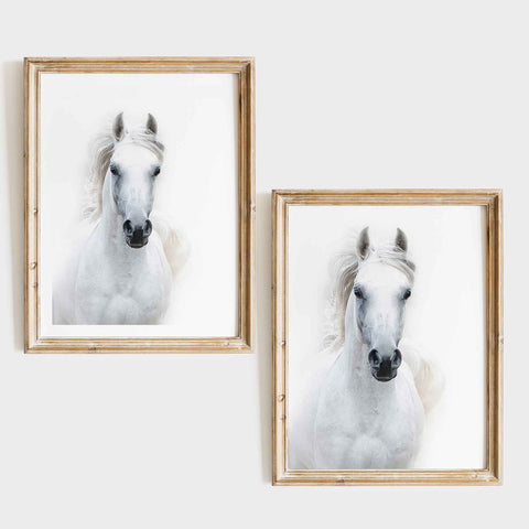 Minimalist white horse photography with soft grey details