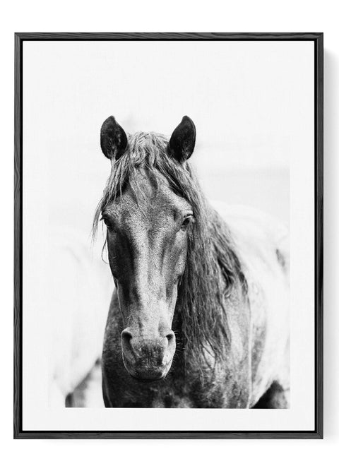 Monochrome equestrian photography print
